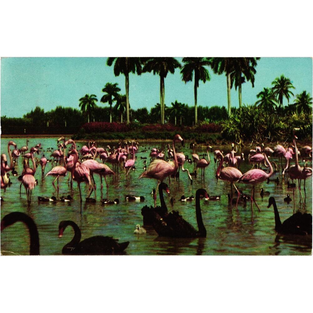 Flamingos Swans on Hialeah Lake Race Course Postcard Miami Florida Posted‎ 1956